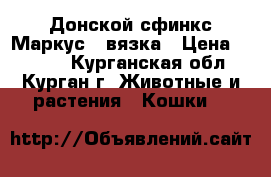 Донской сфинкс Маркус - вязка › Цена ­ 2 000 - Курганская обл., Курган г. Животные и растения » Кошки   